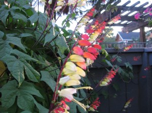 Ipomoea lobata