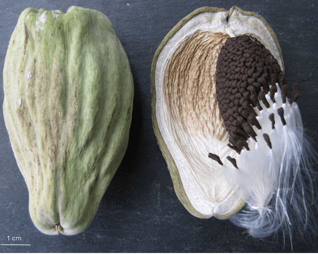 Screen Shot 2019-08-07 at 6.45.47 AM