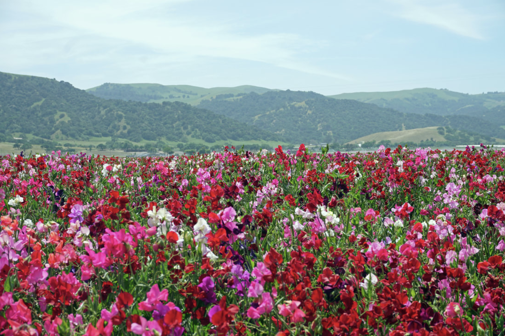 screen-shot-2021-03-02-at-10.57.37-am