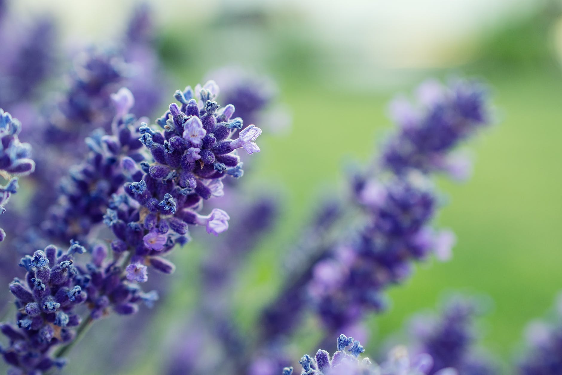 selective focus photography of purple lavender flower